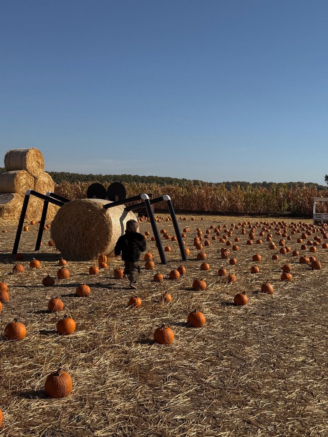 Halloween, calabaza, Alexandra Pereira