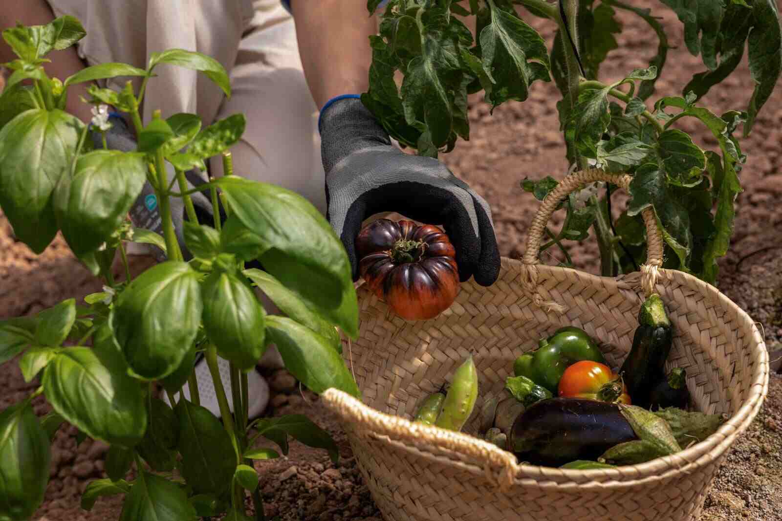 Trabajador recogiendo tomates
