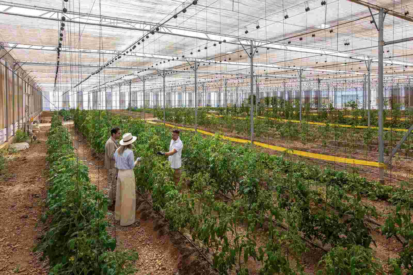 Plantación de Zem Wellness Altea