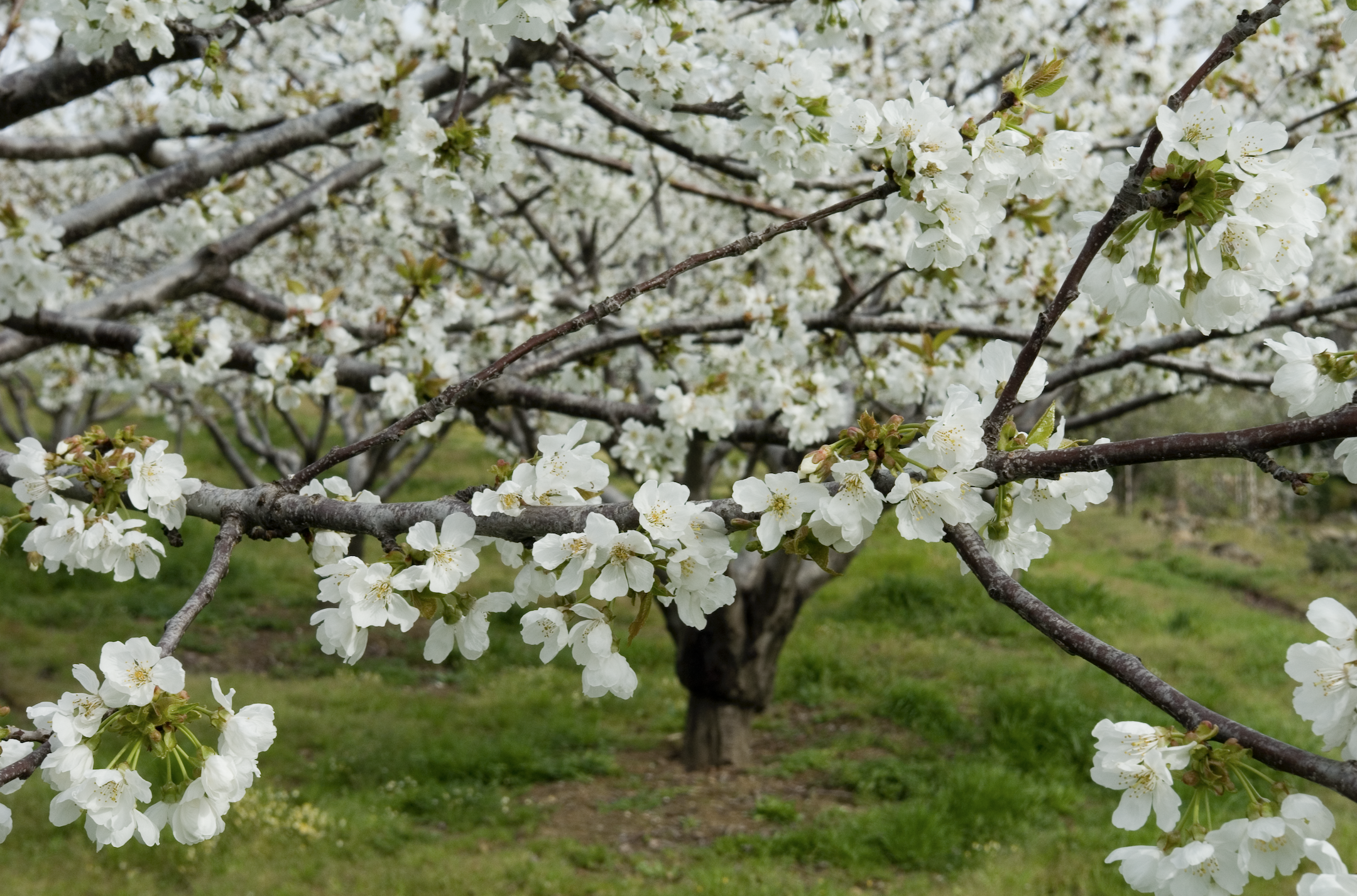 El Valle del Jerte se viste de blanco: vive la magia del cerezo en flor en Extremadura