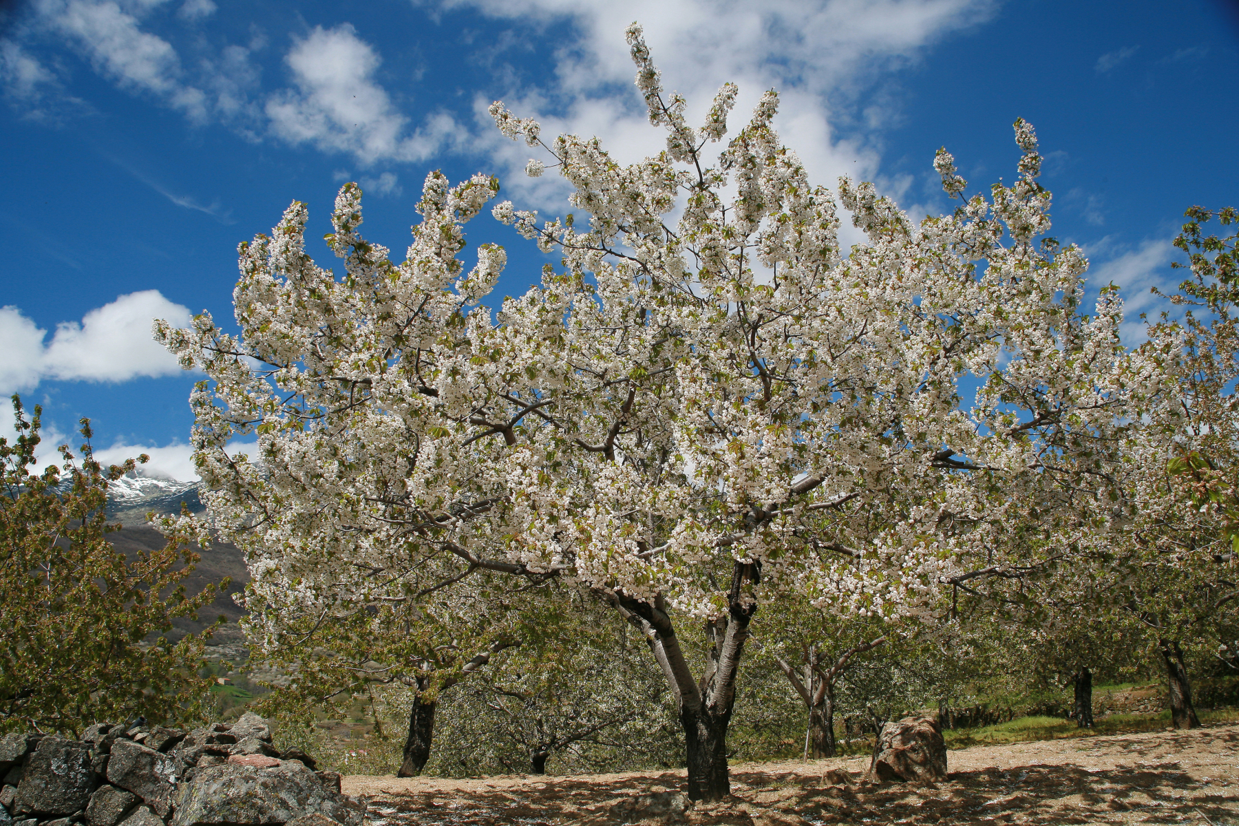 El Valle del Jerte se viste de blanco: vive la magia del cerezo en flor en Extremadura