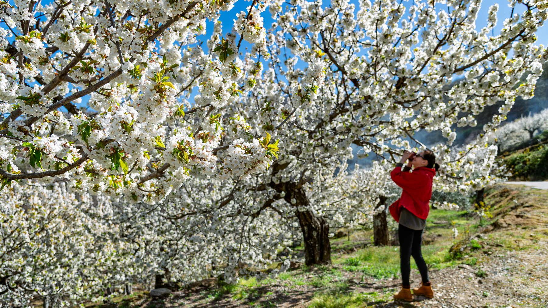 El Valle del Jerte se viste de blanco: vive la magia del cerezo en flor en Extremadura