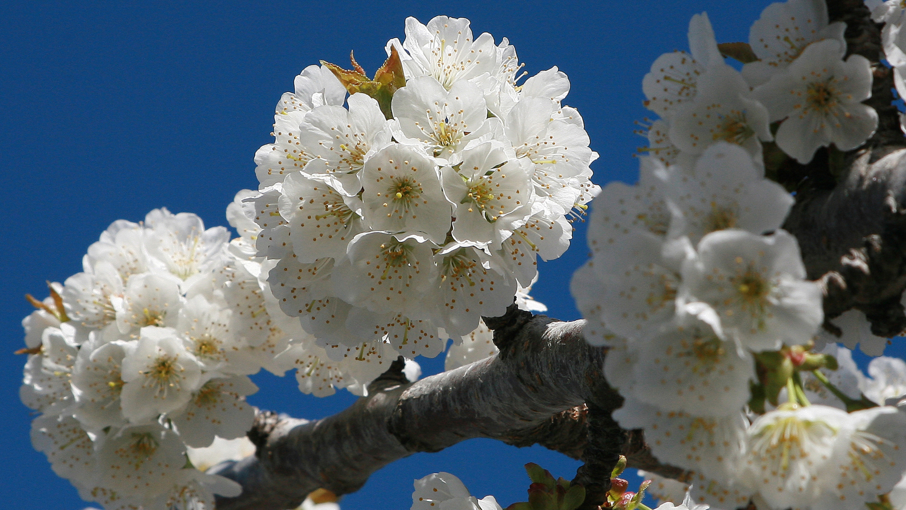 El Valle del Jerte se viste de blanco: vive la magia del cerezo en flor en Extremadura