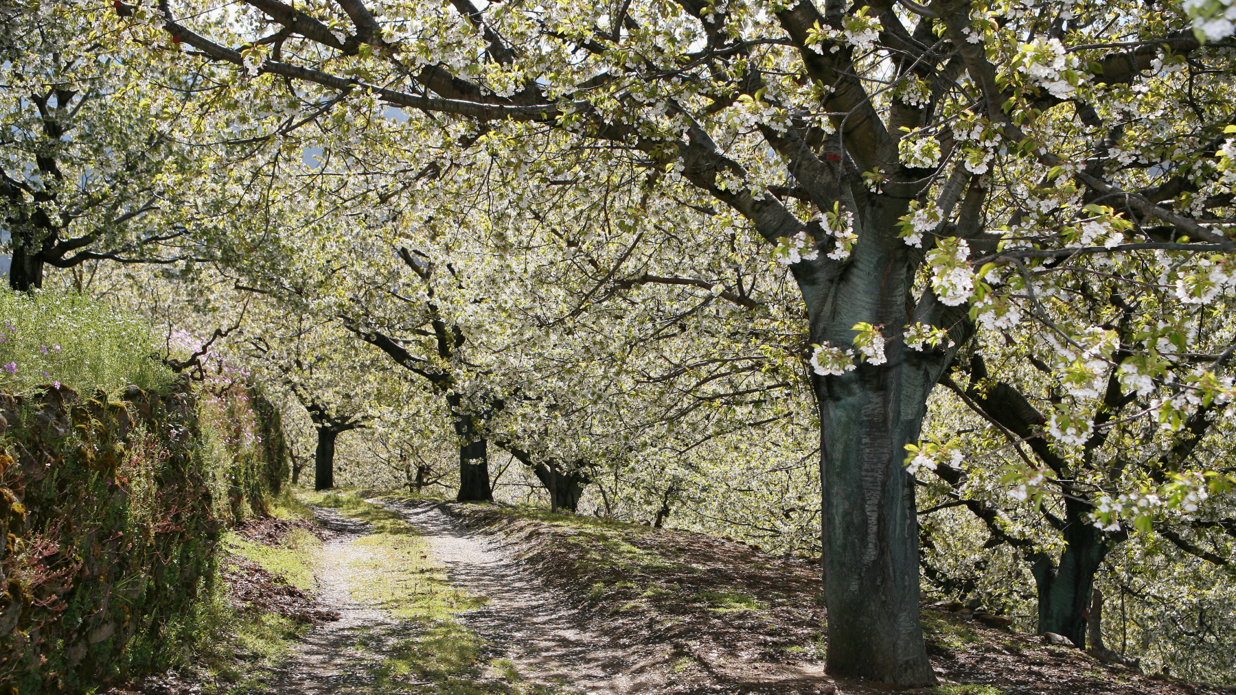 El Valle del Jerte se viste de blanco: vive la magia del cerezo en flor en Extremadura