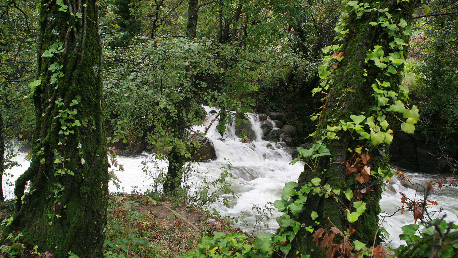 El Valle del Jerte se viste de blanco: vive la magia del cerezo en flor en Extremadura