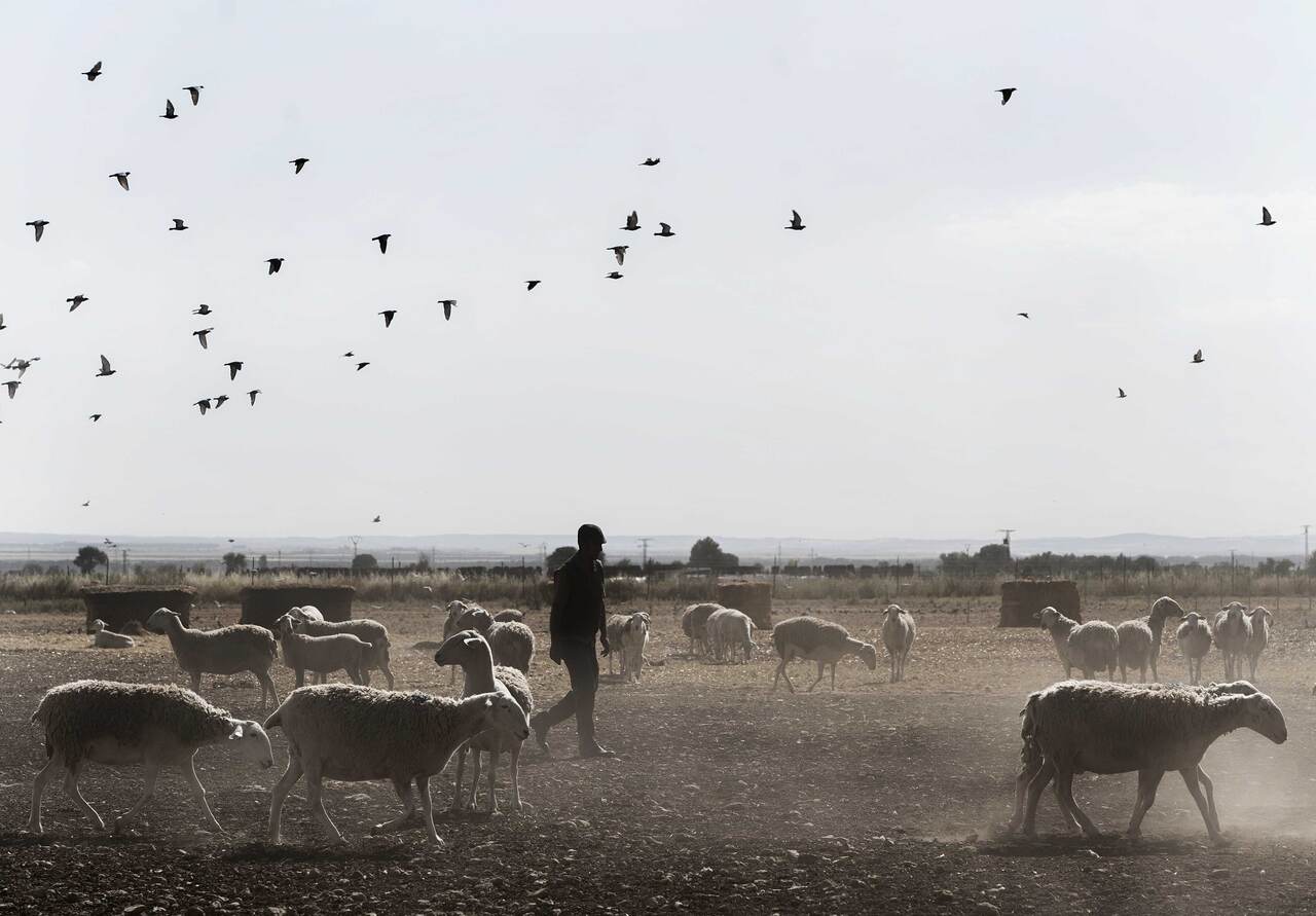 dehesa de los llanos oveja