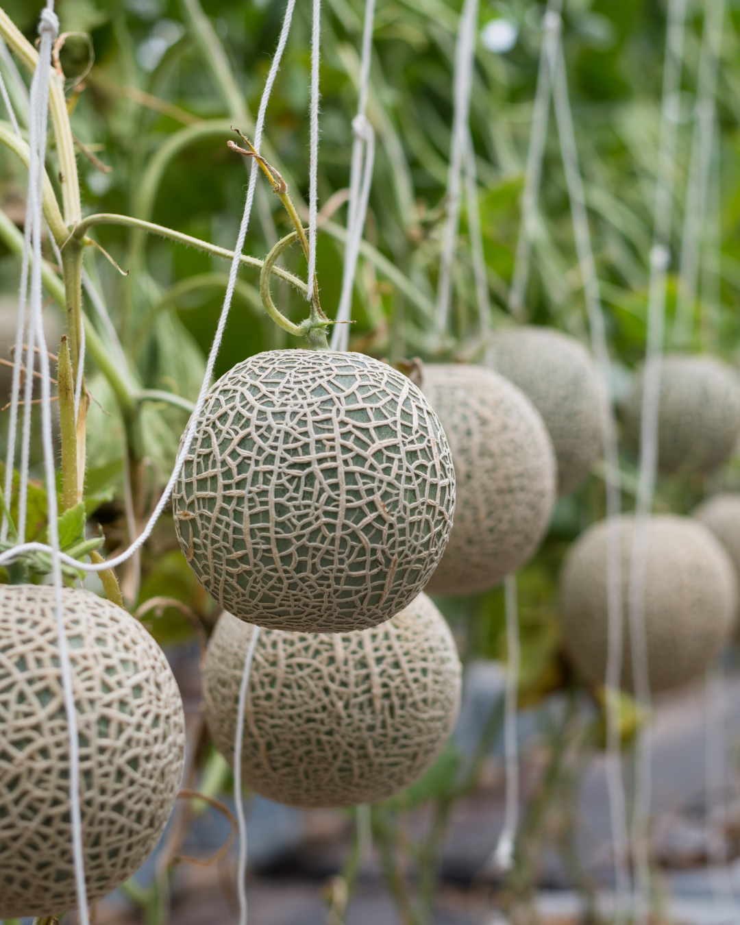 melon mas caro restaurantes