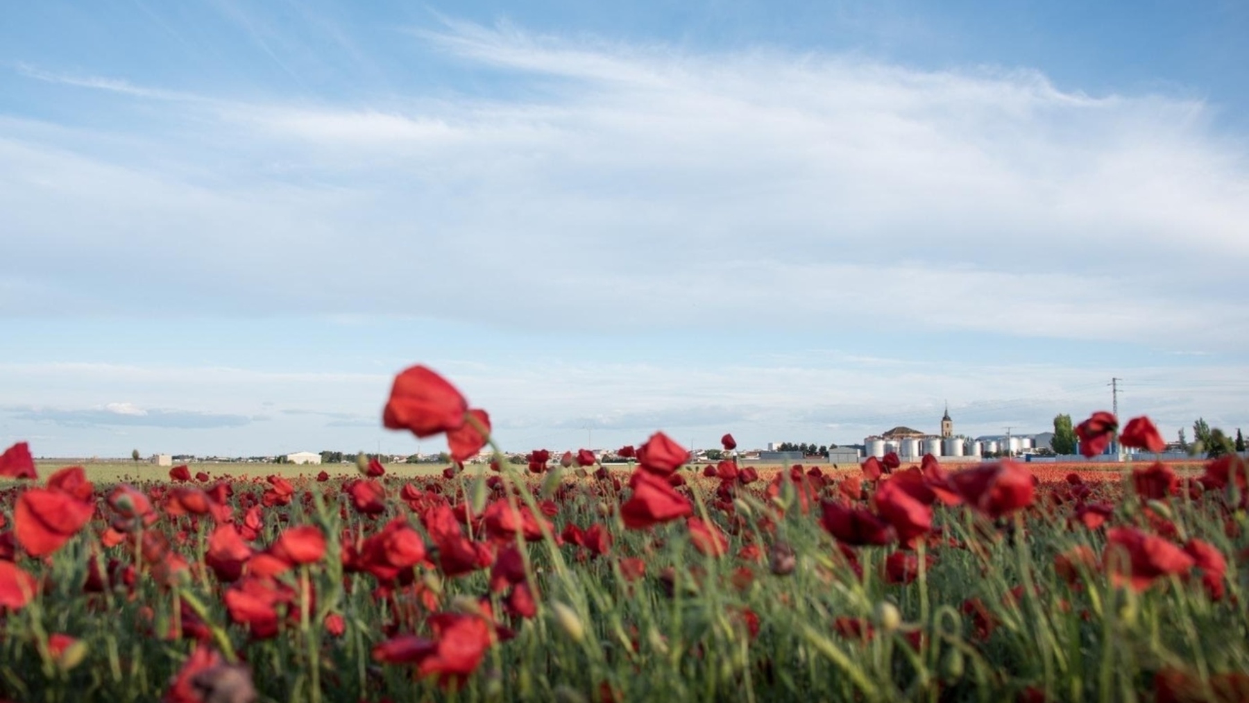Parece Holanda, pero es un pueblo a sólo dos horas de Madrid cubierto de amapolas