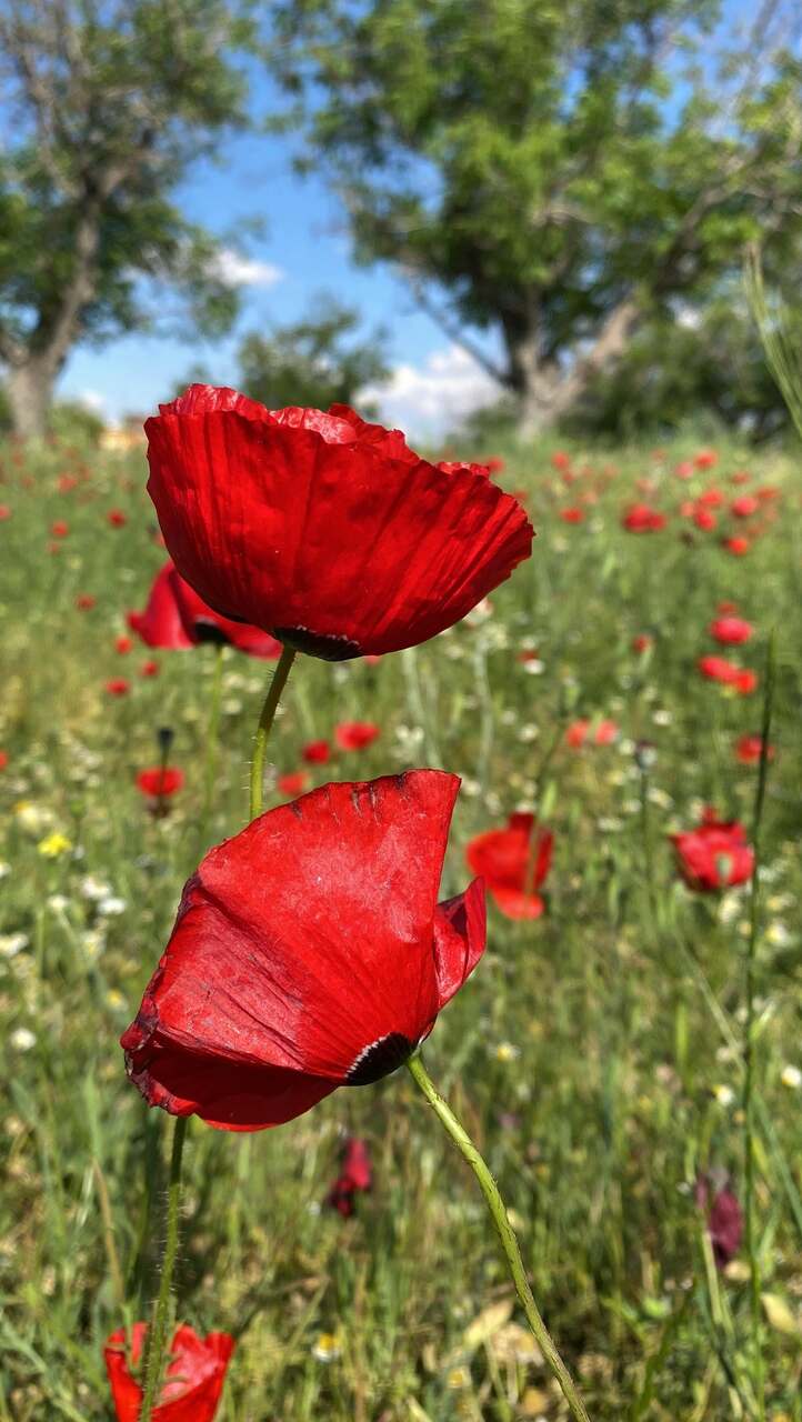 floración amapolas Socuéllamos