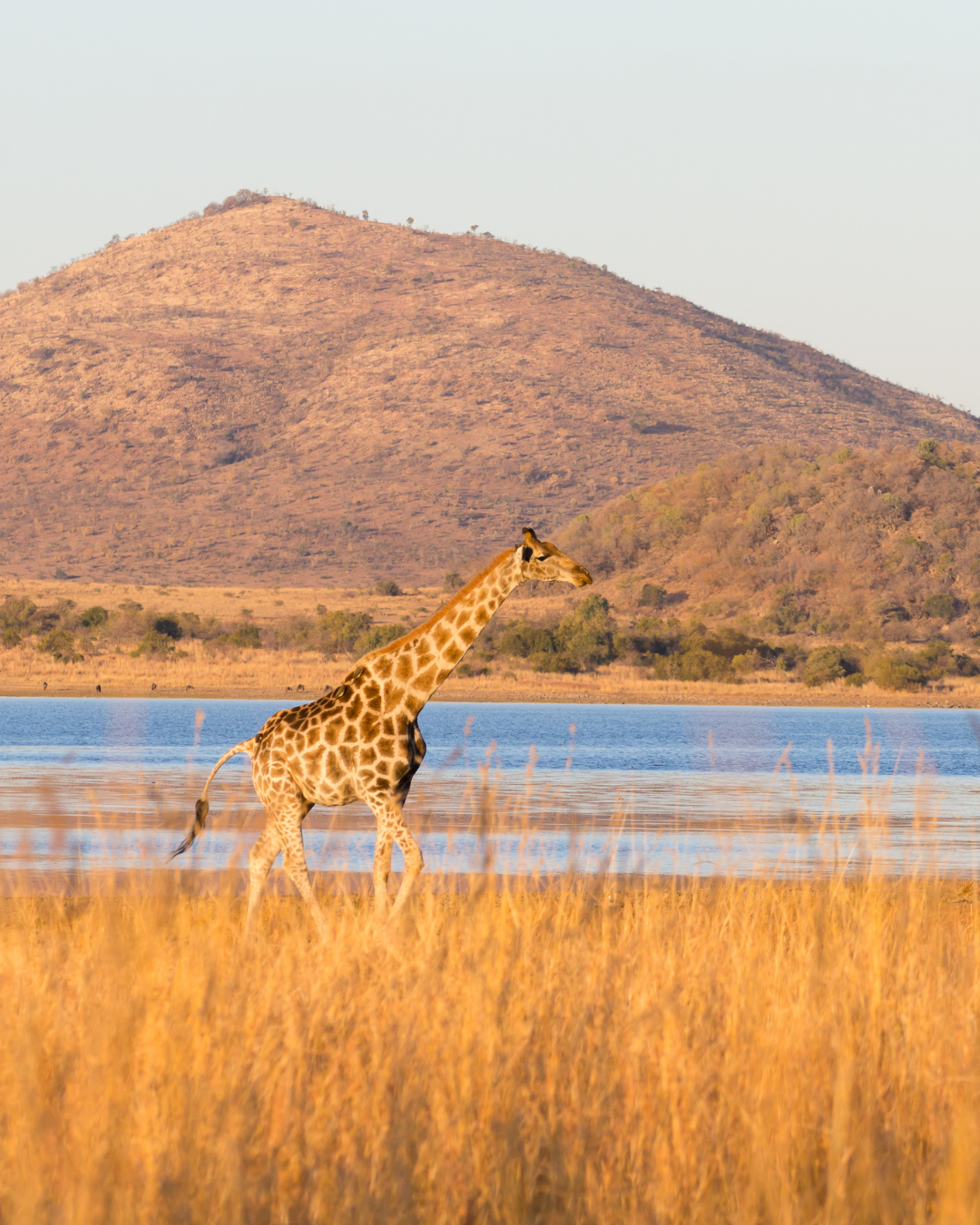lunas de miel tendencias