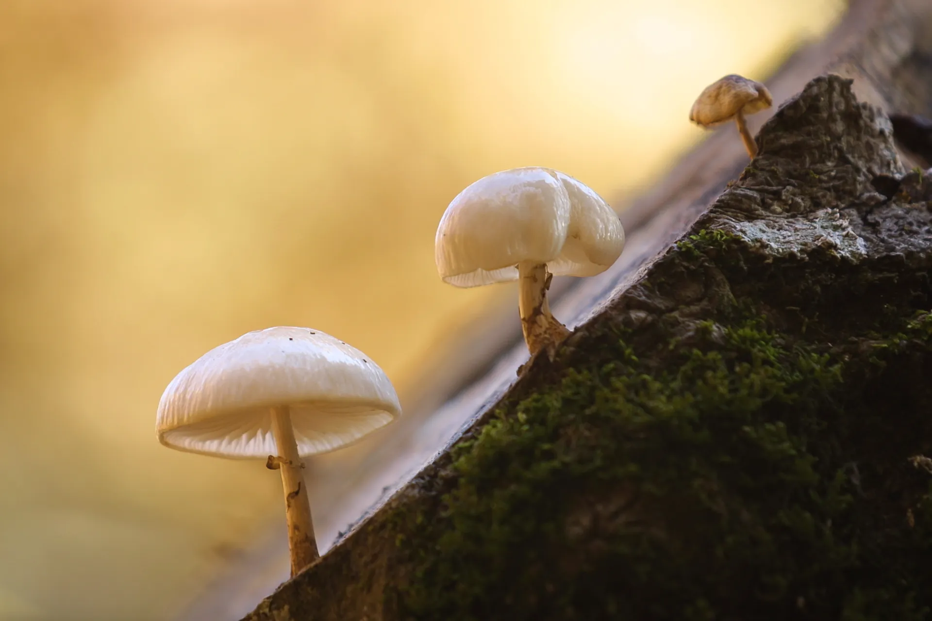 Diferentes especies de hongos en el Hayedo de Montejo. @ Adobe Stock