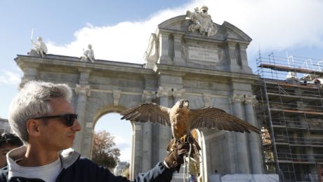 Un halcón y dos águilas para proteger la icónica Puerta de Alcalá