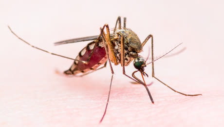 Alerta total en Espa&ntilde;a por la enfermedad tropical que puede expandirse por toda Europa: lo que debes saber