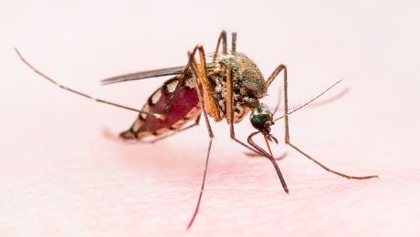 Alerta en Espa&ntilde;a: el virus del chikungunya, transmitido por mosquitos, vuelve y cuadruplica los casos