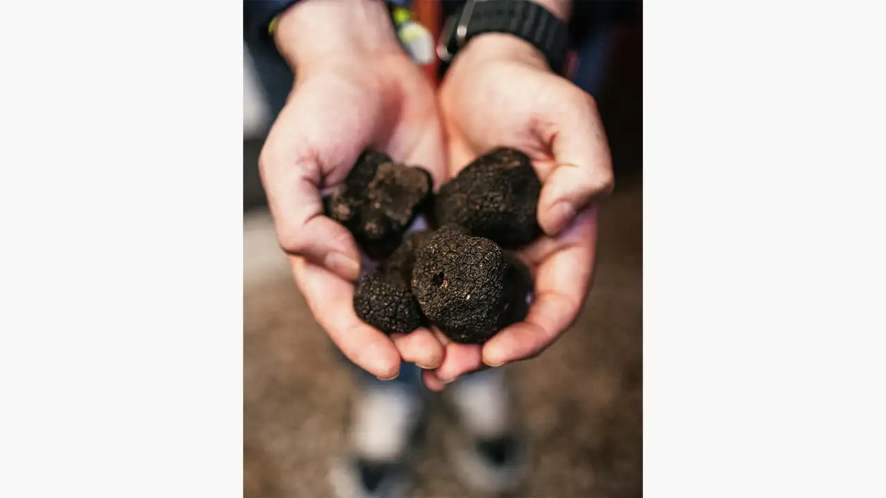 Trufa negra. @ RRSS La Raquetista