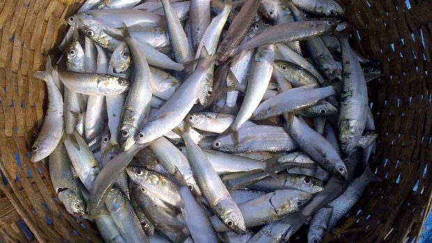 Marinado de sardinas
