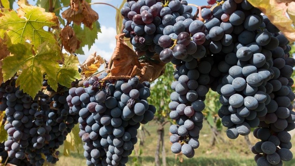 Las uvas son buenas para incorporar en nuestra dieta, gracias a los polifenoles.