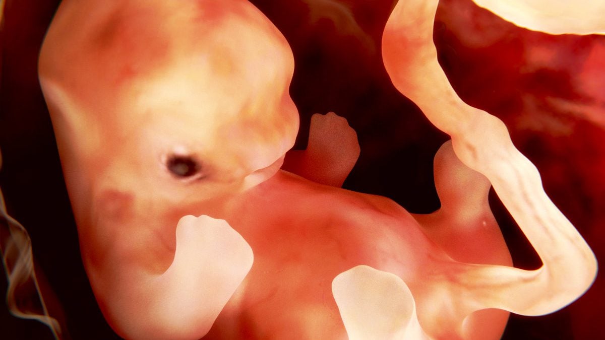 Embrión humano. (Foto: Getty)