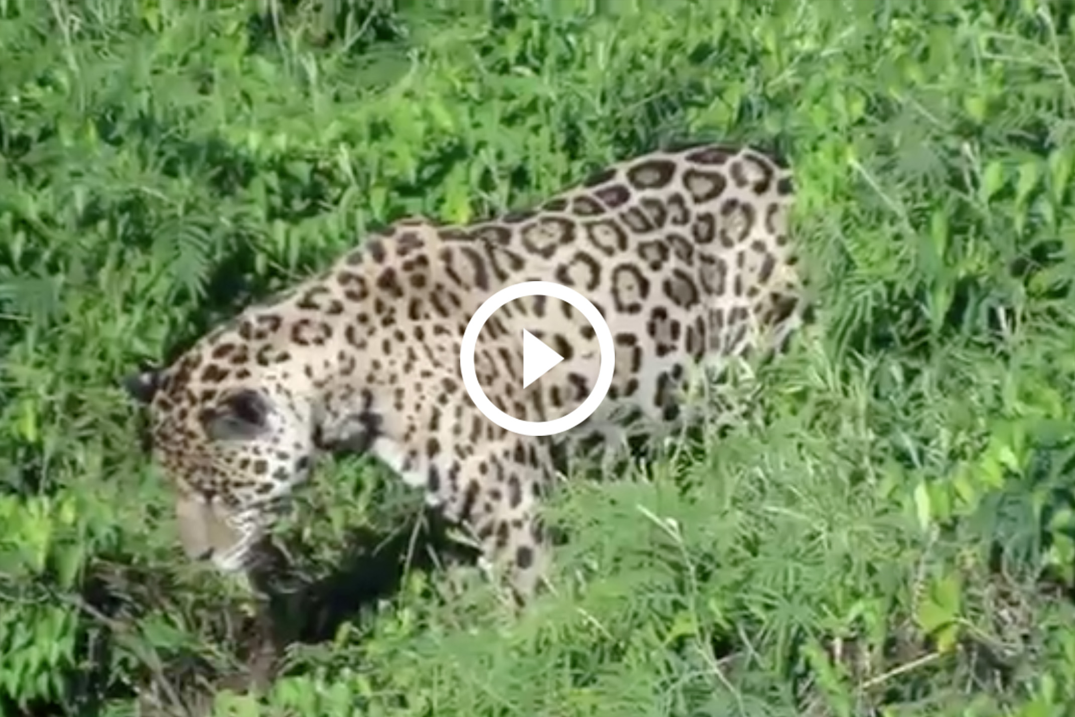 Un jaguar ‘pesca’ a un caimán