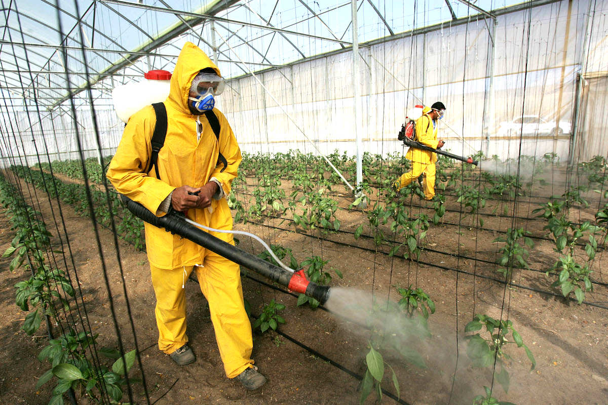 Agricultores fumigan las plantaciones con pesticidas. (Foto: GETTY)