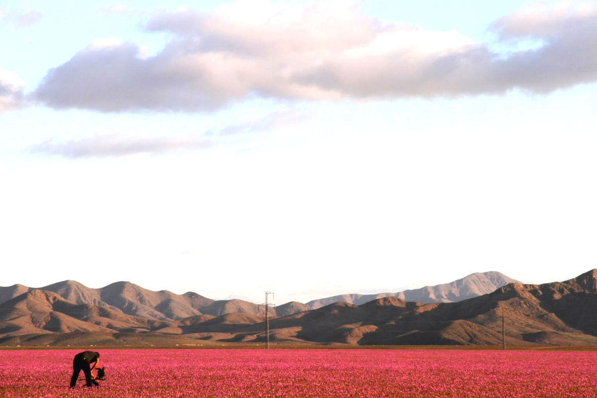 Así luce el desierto de Atacama estos días. (Foto: AFP)