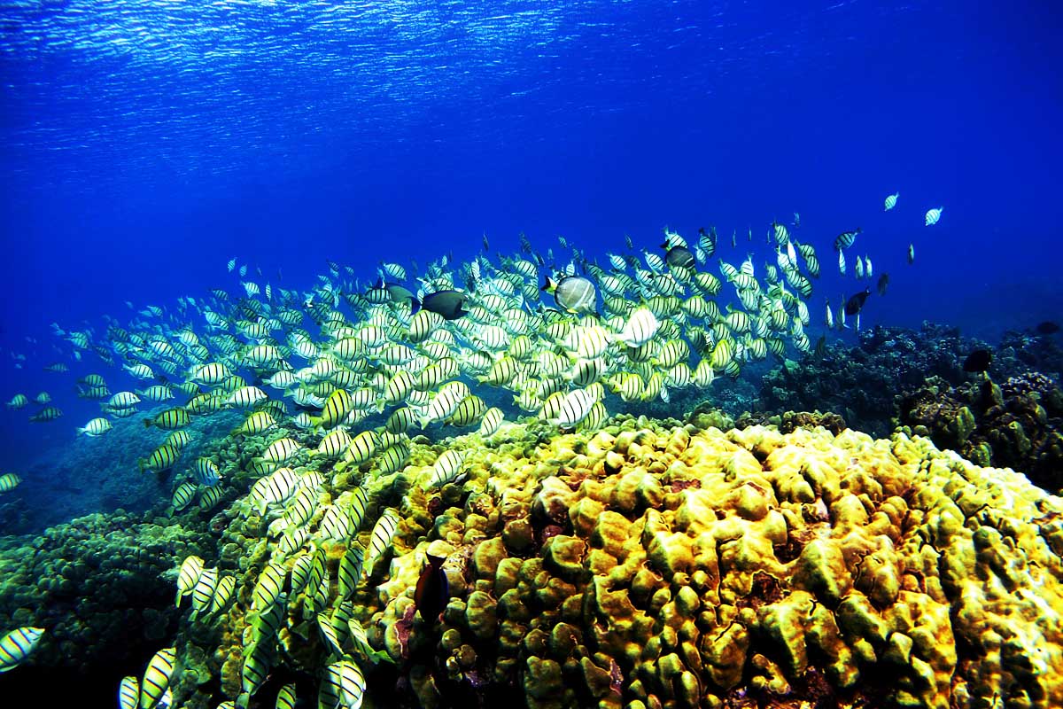 Imagen de un arrecife de coral. (Foto: Getty)