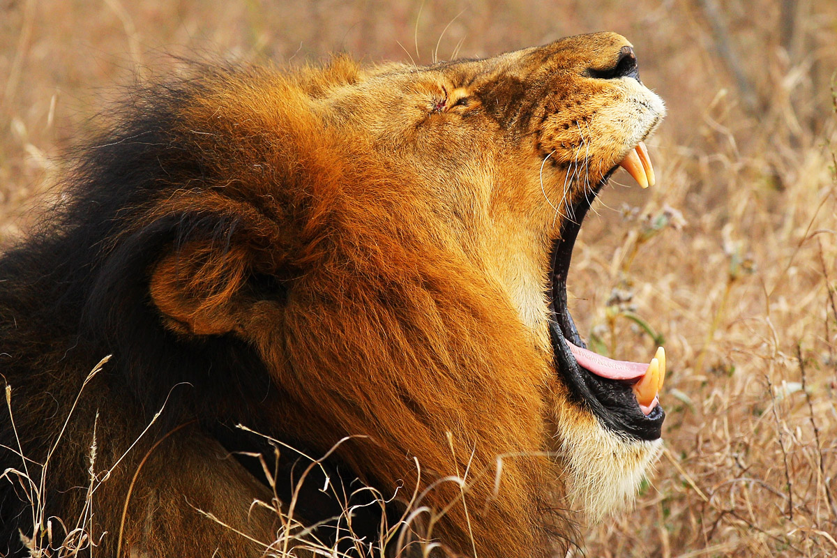 Un león en Sudáfrica, lugar donde aún conservan gran protección. (Foto: Getty)