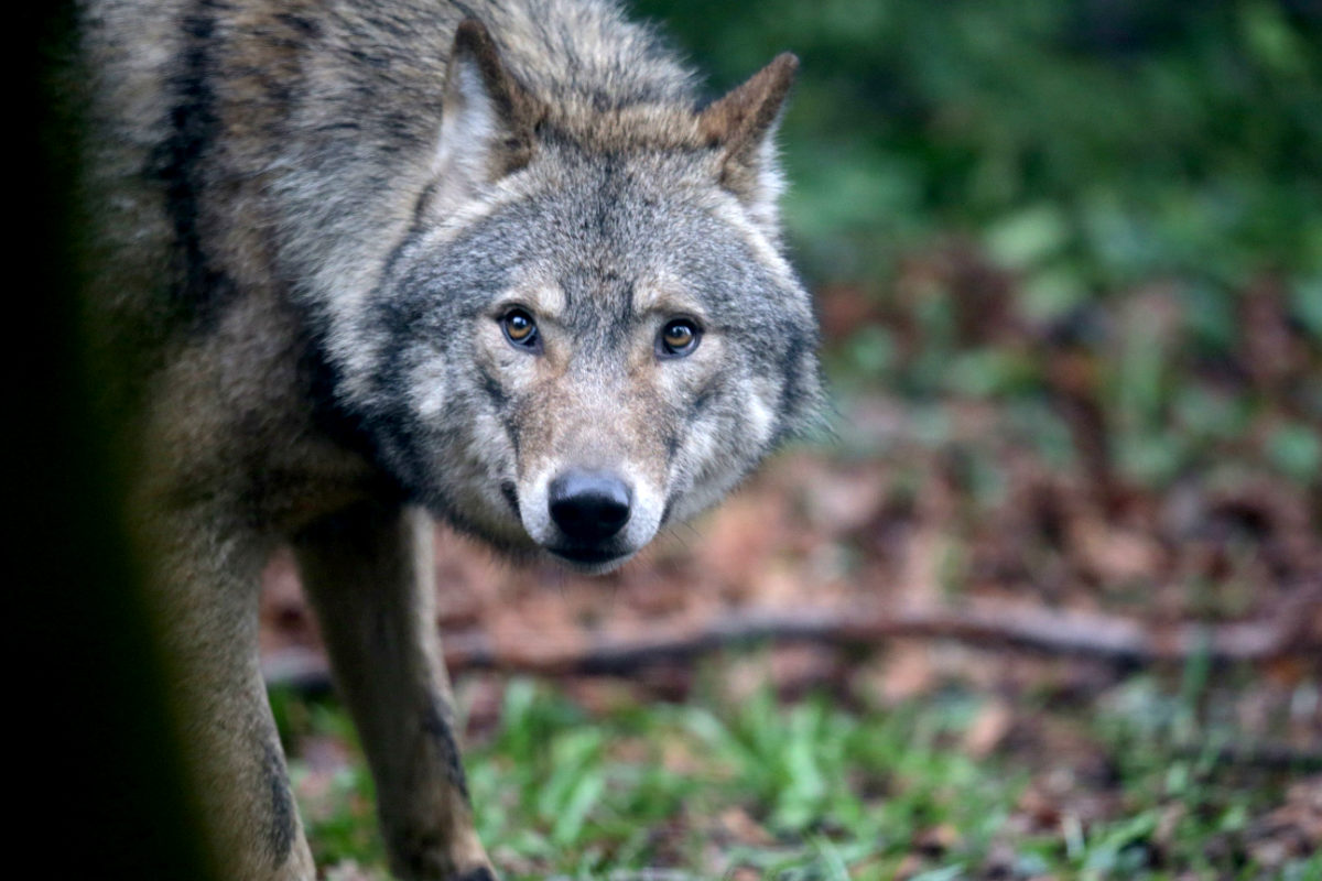 La población de lobos es siete veces superior que en zonas similares. (Foto: Getty)