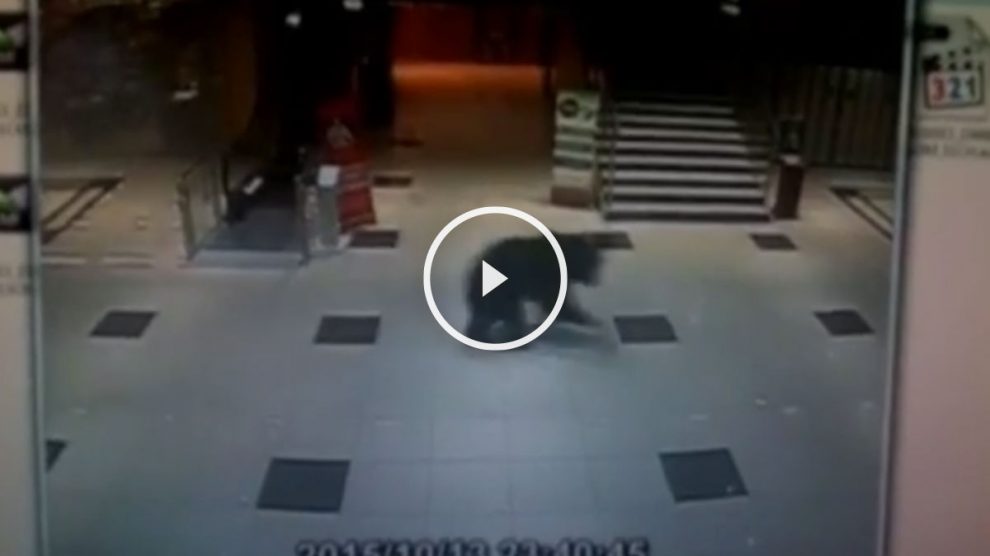 oso-centro-comercial