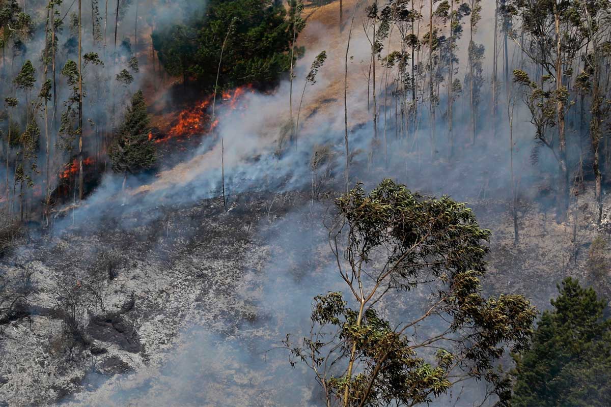 Imagen de un incendio en un bosque de Colombia. (Foto: AFP)