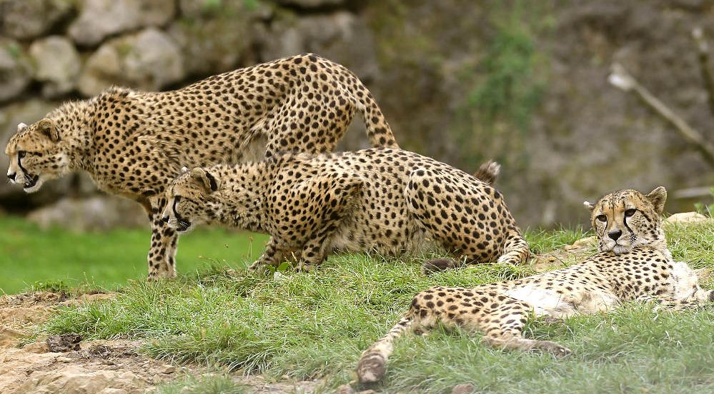 Tres guepardos en el parque de Cabárceno (Foto: Efe)