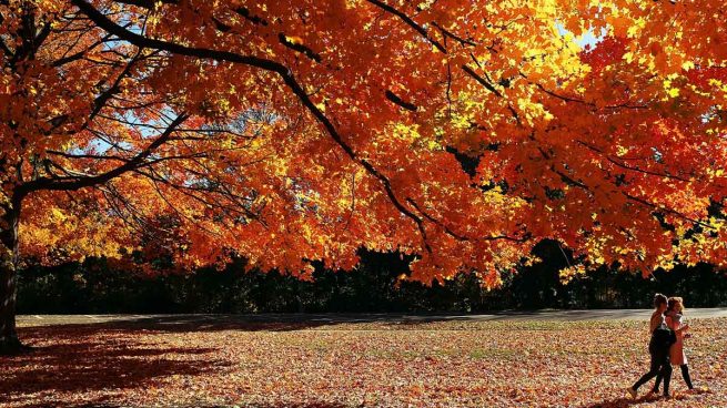 Otoño-Nueva-York