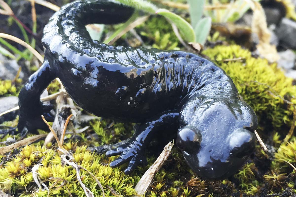 Imagen de una salamandra alpina moderna, descendiente lejano de las especies descubiertas. (Foto: Getty)