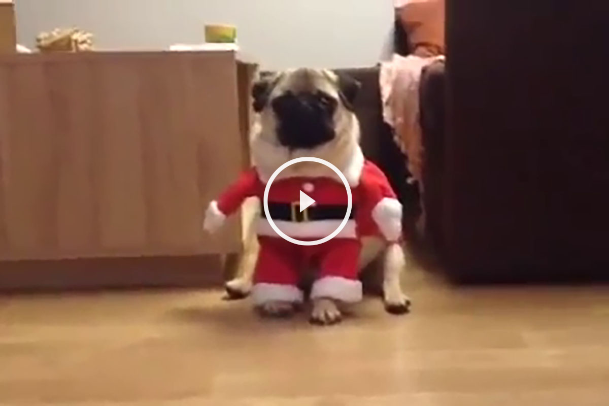 Obediencia Paraíso Valiente Vídeo de un perro vestido de Papá Noel