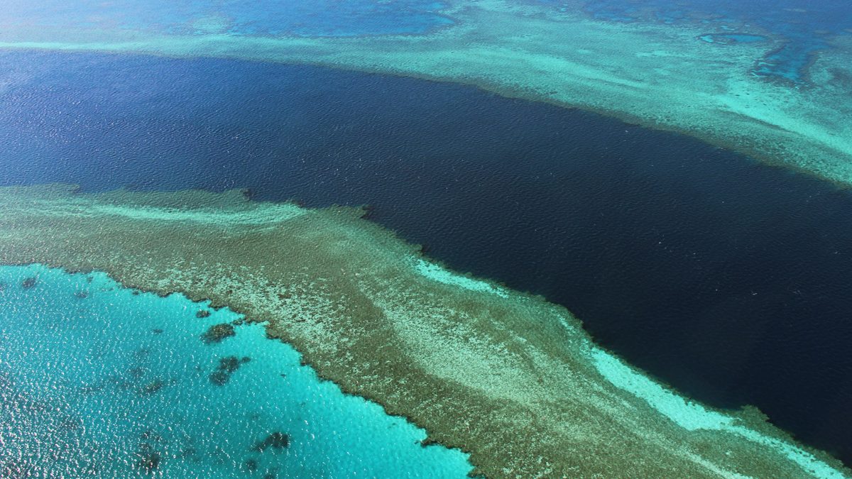 Gran Barrera de Coral. (Foto: AFP)