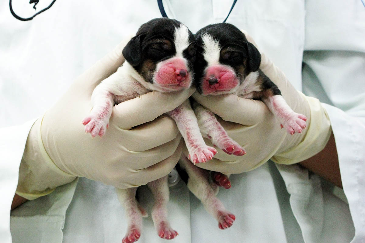 Dos perros clonados. (Foto: Getty)