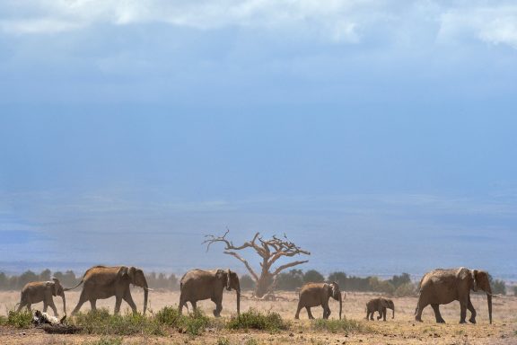 Kilimanjaro