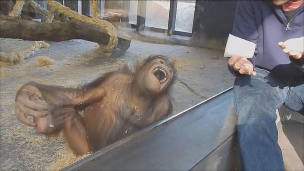 Increíble reacción de un orangután a un truco de magia