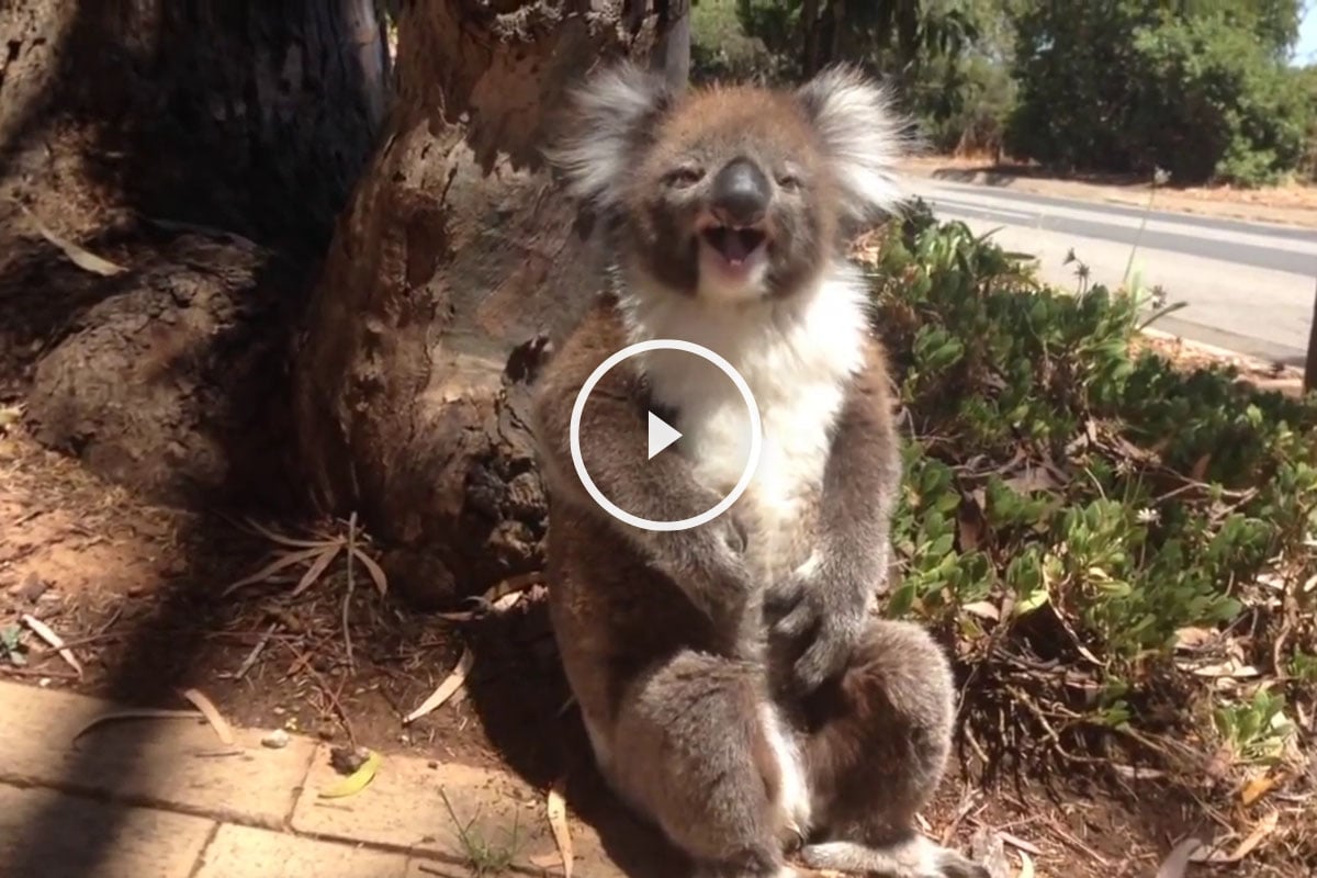 koala llora