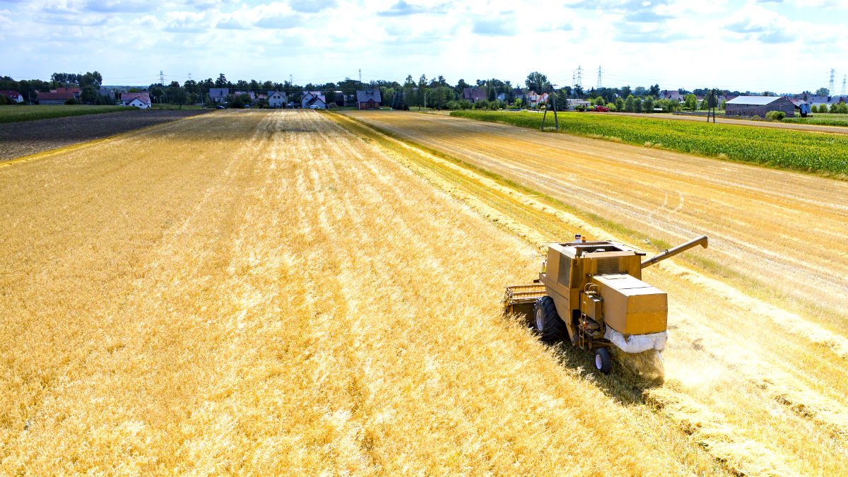 Los recursos agrícolas, como el máiz o el trigo, se engloban dentro de la categoría agrícola de ‘commodities’ (Foto: GETTY/ISTOCK).
