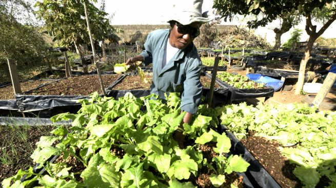 FAO demanda procesos más sostenibles en agricultura a los países