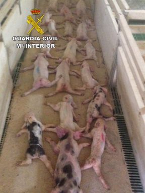 Lechones maltratados en la explotación porcina de Huércal-Overa. (Foto: Guardia Civil) 