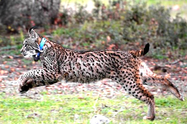 Imagen de un lince ibérico (Foto: Europa Press).