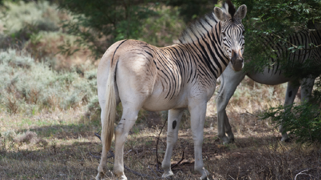 El quagga, un animal extinguido ha resucitado en Sudáfrica