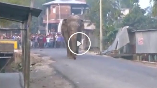 Un elefante irrumpe en la ciudad india de Siliguri y causa daños en 40 casas y tiendas