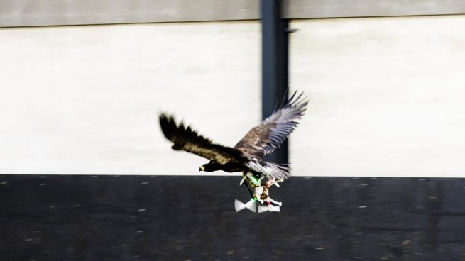 La policía holandesa adiestra águilas para capturar drones