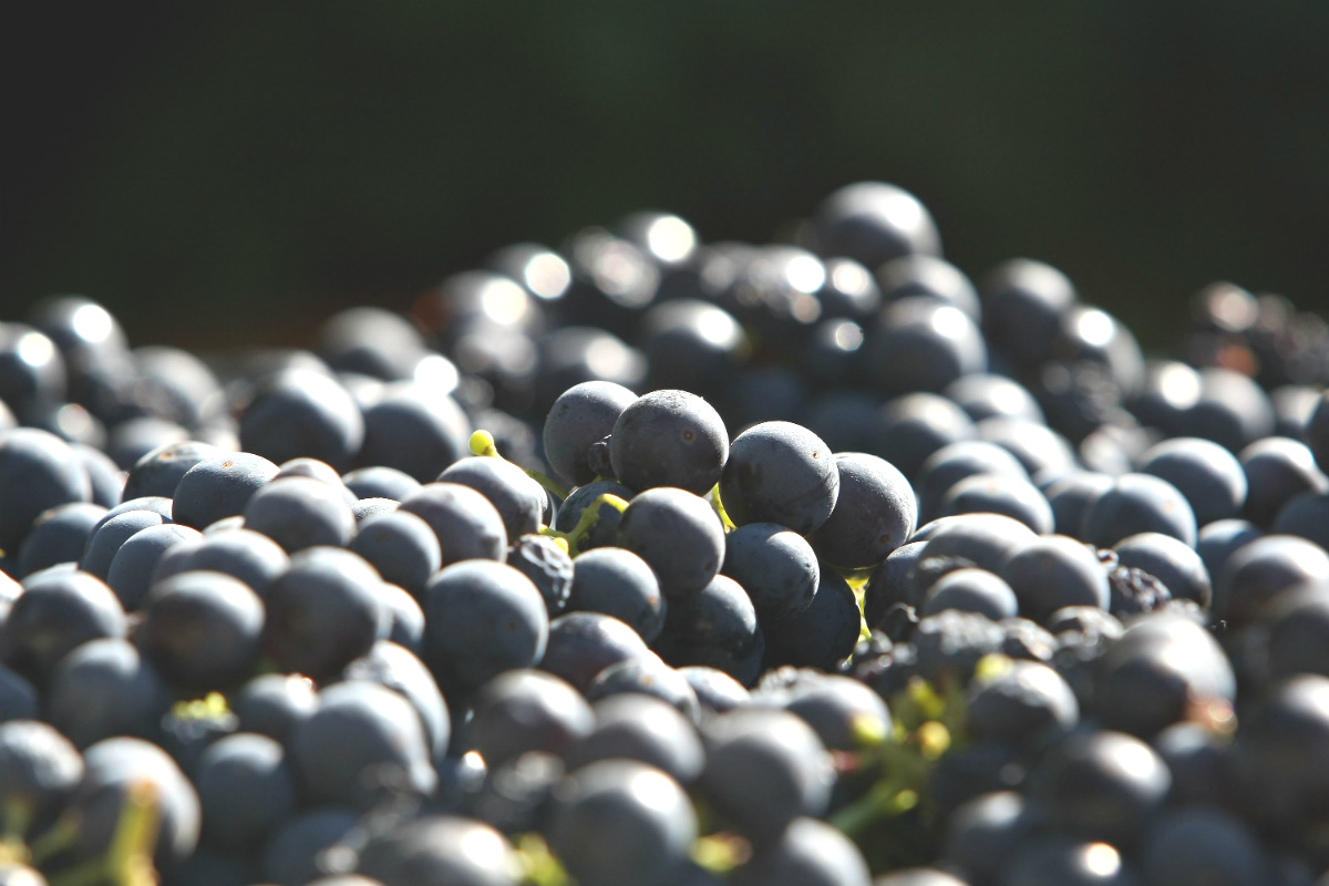 Uvas listas para la maceración carbónica (Foto: Getty)
