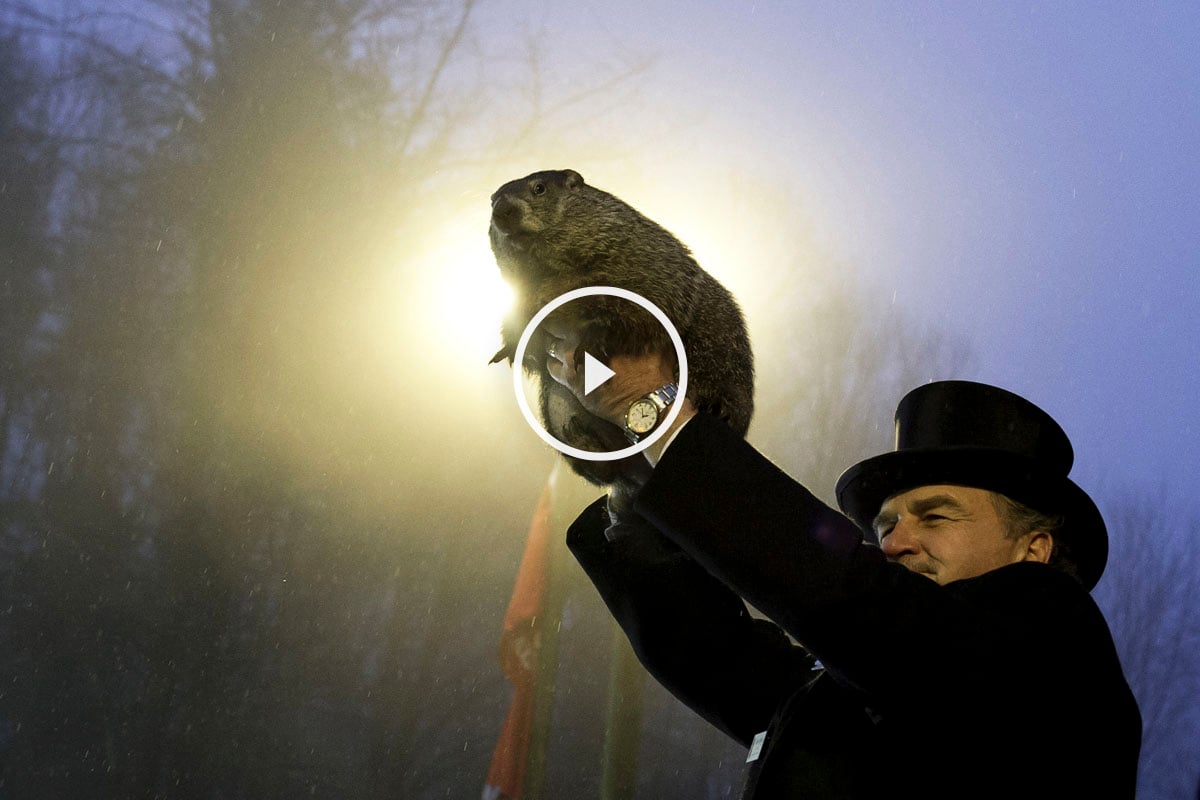 La marmota Phil. (Foto: AFP)