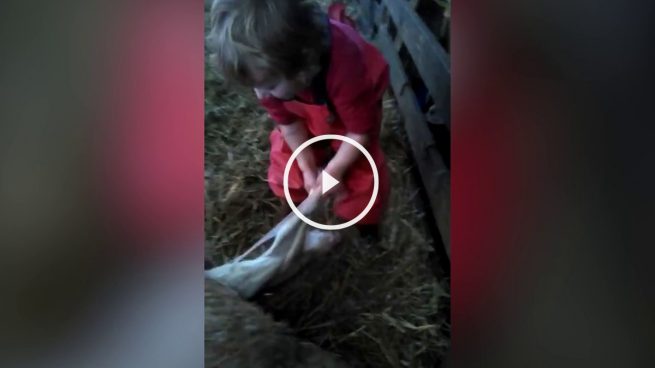 Niño de tres años asiste a una oveja en el parto