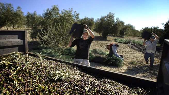 La escasez de producción acaba con el ‘dumping’ y dispara un 22% el precio del aceite de oliva